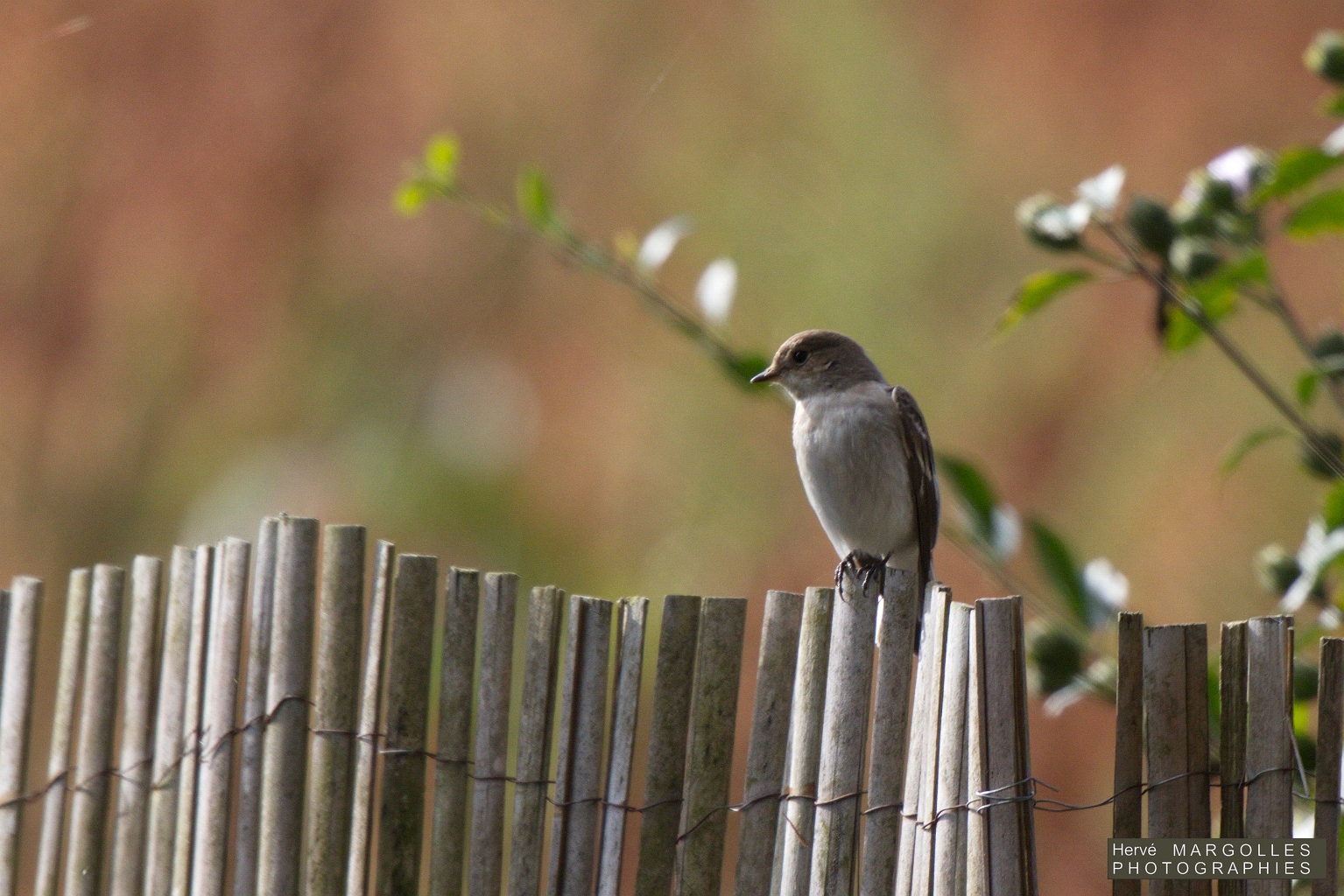 Gobe Mouche Noir-01.jpg